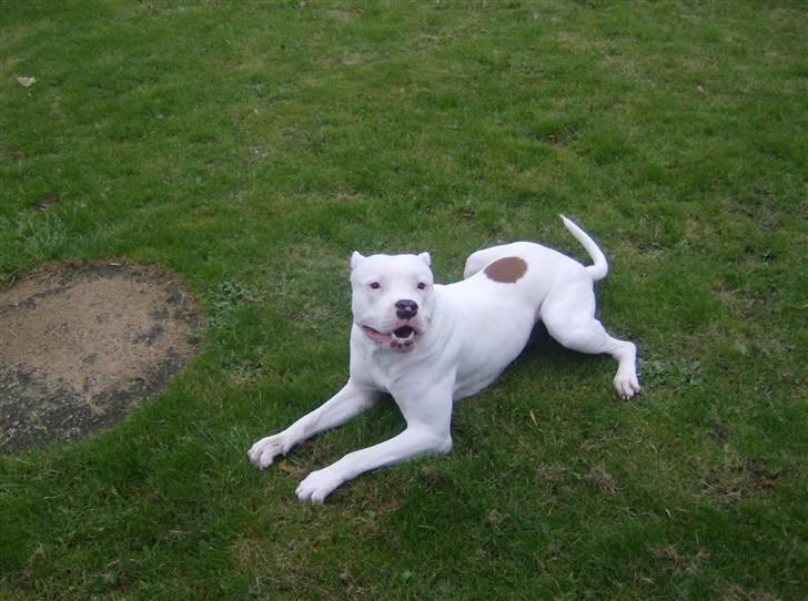 Amerikansk bulldog Plet billede 3