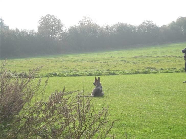 Schæferhund Hector - ligger på afdækning til hvalpe prøve billede 8