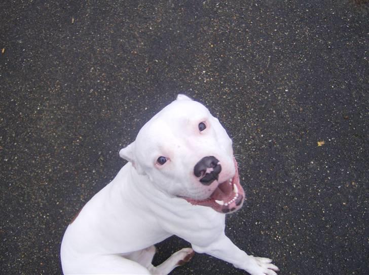 Amerikansk bulldog Plet billede 4