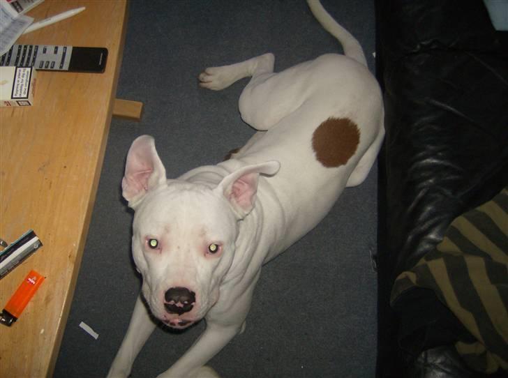 Amerikansk bulldog Plet billede 5