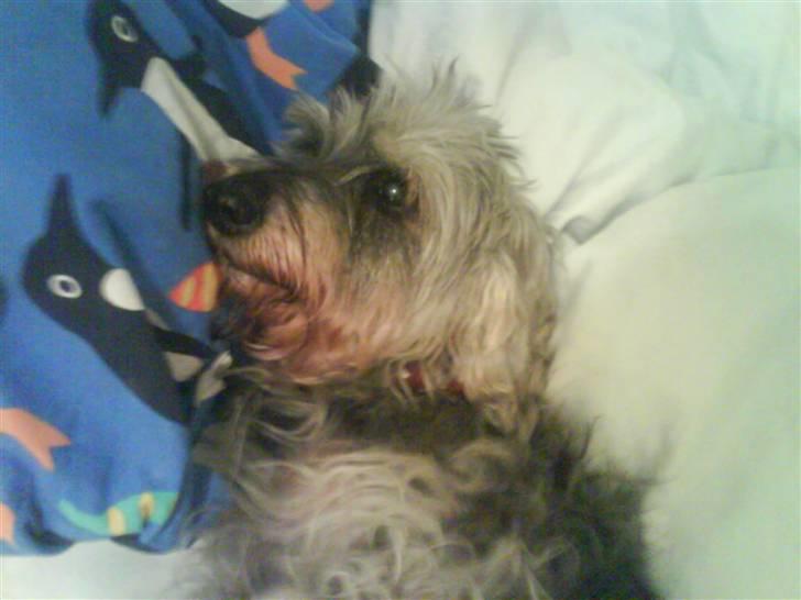 Gravhund Petruska*DØD* billede 5