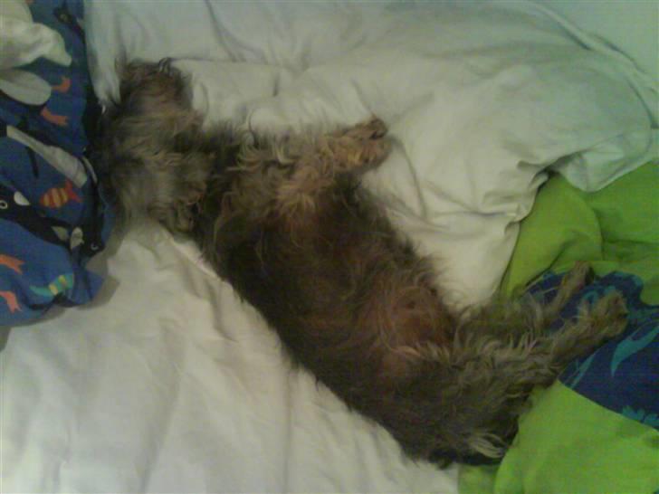 Gravhund Petruska*DØD* billede 6