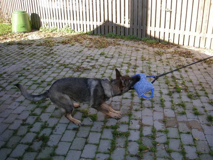 Schæferhund Hector - Elsker og bide billede 9