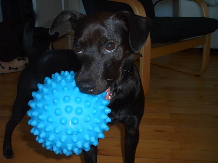 Blanding af racer Blacki - Det her er MIN blå bold. Jeg fik den i føs´dags gave og ingen må ta´ den, for så knorre jeg lidt:) billede 20