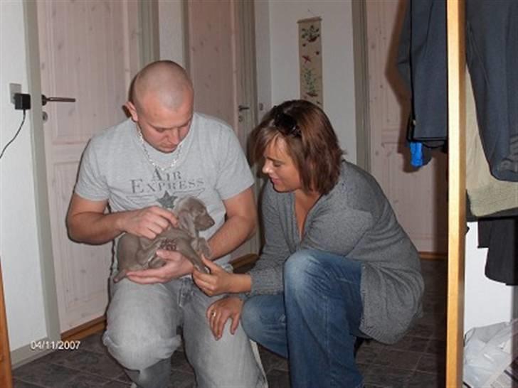 Weimaraner Baghera - 04/11.07 Første besøg hos Baghera  billede 3