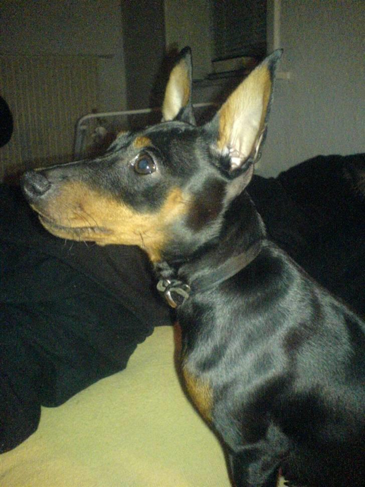Dvaergpinscher Diego - R.I.P - Ja, hvad er der? billede 9