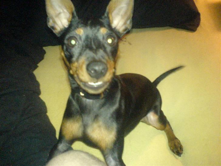 Dvaergpinscher Diego - R.I.P - kom nu kom nu kom nu billede 10