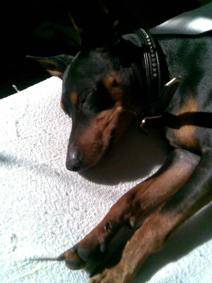 Dvaergpinscher Diego - R.I.P - Sove... billede 11