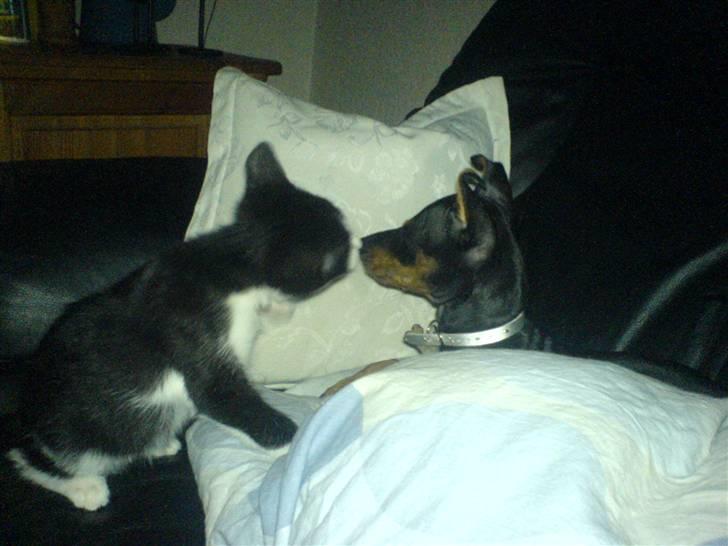 Dvaergpinscher Diego - R.I.P - hva er du så for en? billede 13