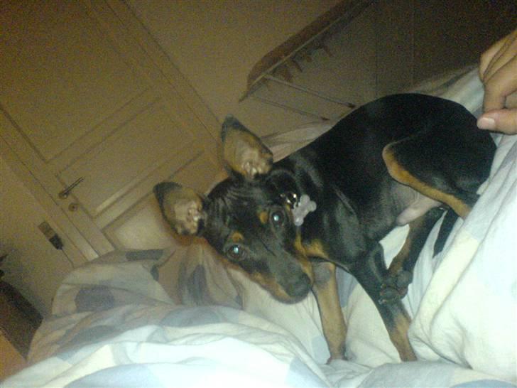 Dvaergpinscher Diego - R.I.P - jeg har ikk gjort noget? billede 14