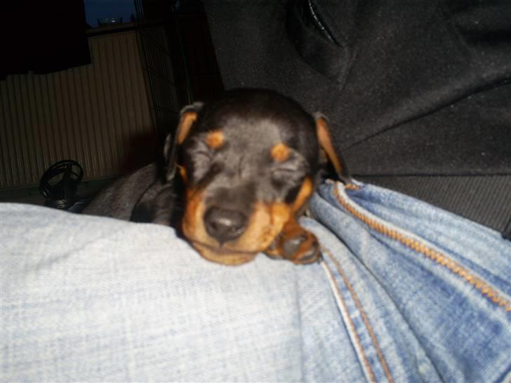 Dvaergpinscher Diego - R.I.P - mor fanget, muhah billede 15
