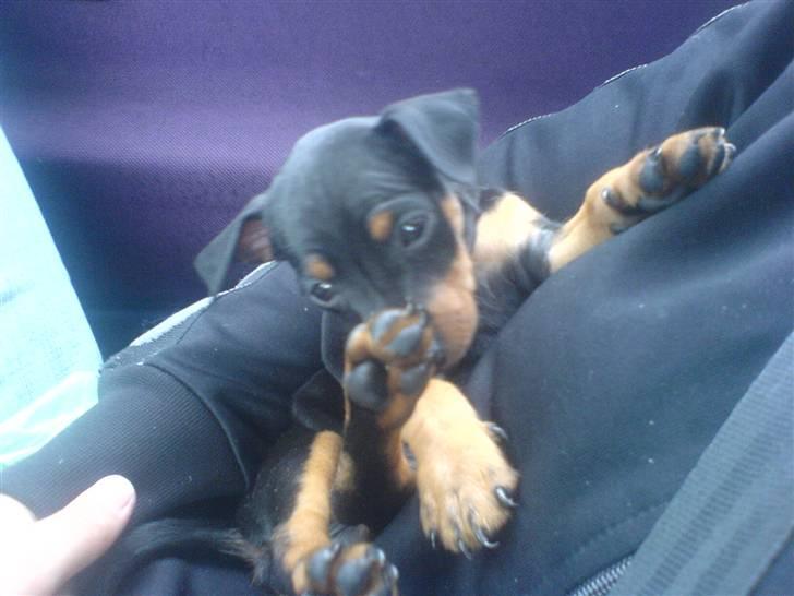 Dvaergpinscher Diego - R.I.P - det første billede af mig... taget den dag jeg blev hentet af mor billede 16