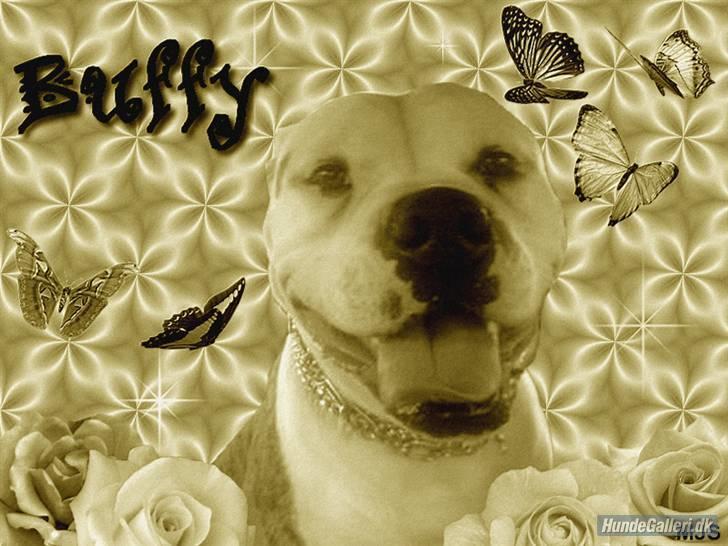 Amerikansk bulldog Margrethelund´s Tøsen - Hejsa alle der ude... billede 1