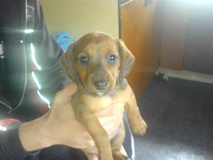 Blanding af racer Eddi  - Hejsa jeg hedder Eddi billede 1