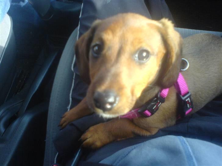 Blanding af racer Eddi  - eddi ude og køre bil for første gang. billede 2