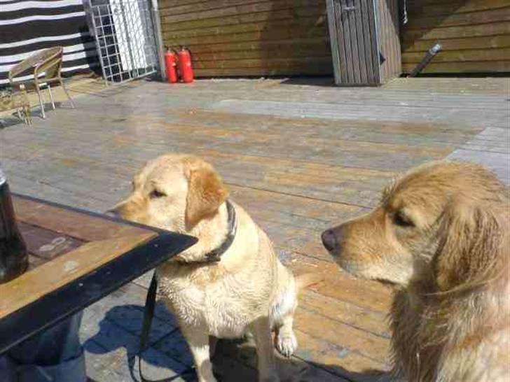 Golden retriever Luna - Her er jeg på stranden med min nye legekammerat Nala hun er super sød...også selvom jeg nogle gange er en lille bisse... billede 2