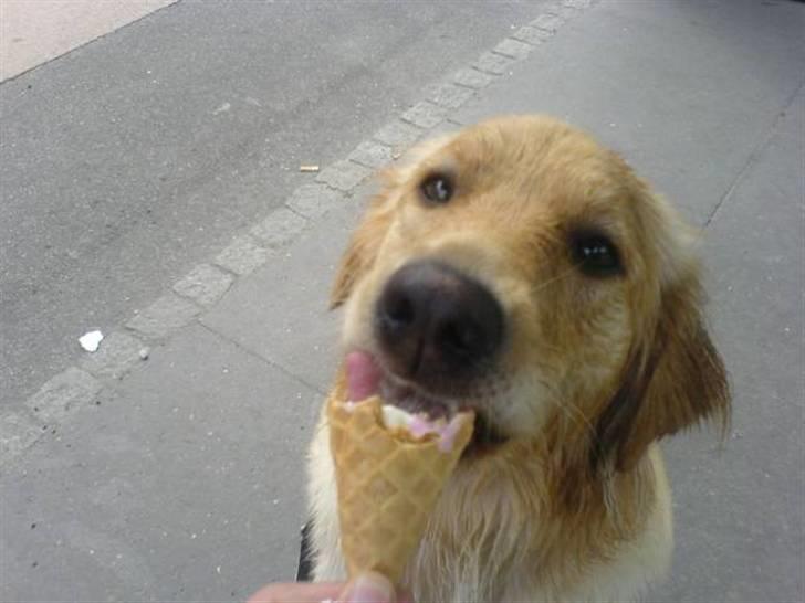 Golden retriever Luna - Får lige lidt is efter en tur på stranden en varm sommerdag billede 7