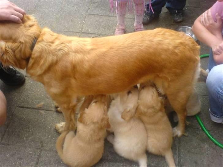 Golden retriever Luna - her bor jeg stadig hos min hundemor billede 8