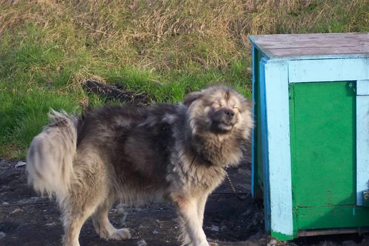 Grønlandshund Mickey - De grønlandske myg er på størrelse med elefanter og ret trælse! billede 1