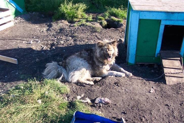 Grønlandshund Mickey - Uhm, der vil dele min fisk? billede 2