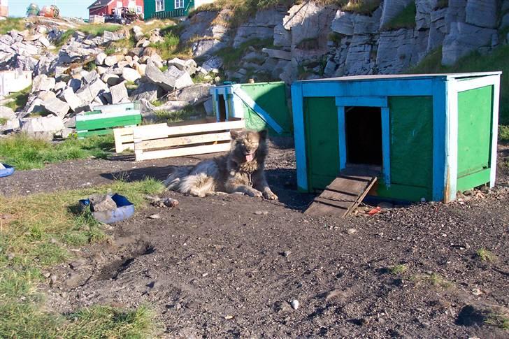 Grønlandshund Mickey billede 3