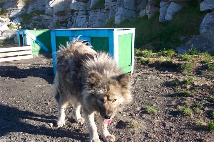 Grønlandshund Mickey billede 4