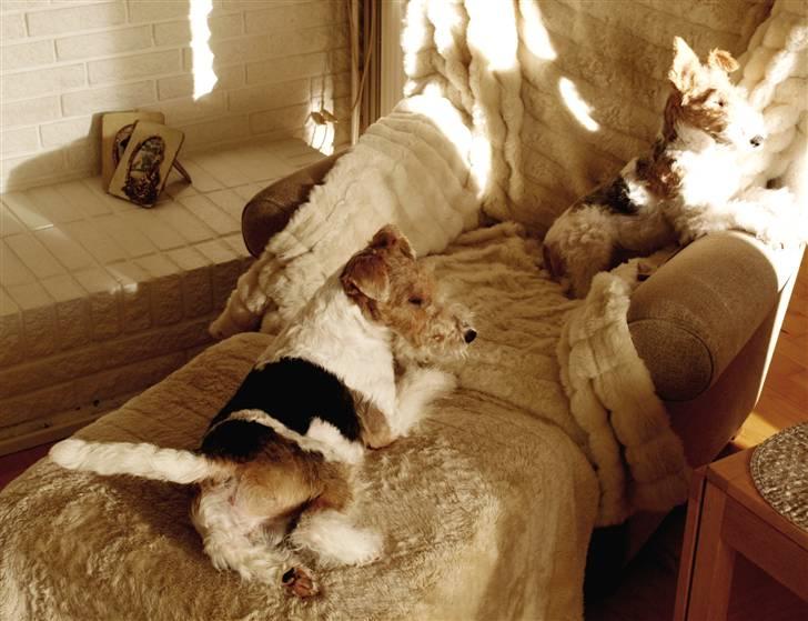 Ruhåret foxterrier Milou - Nu er jeg blevet 1 år.I kan se søster Fiffig i baggrunden billede 6