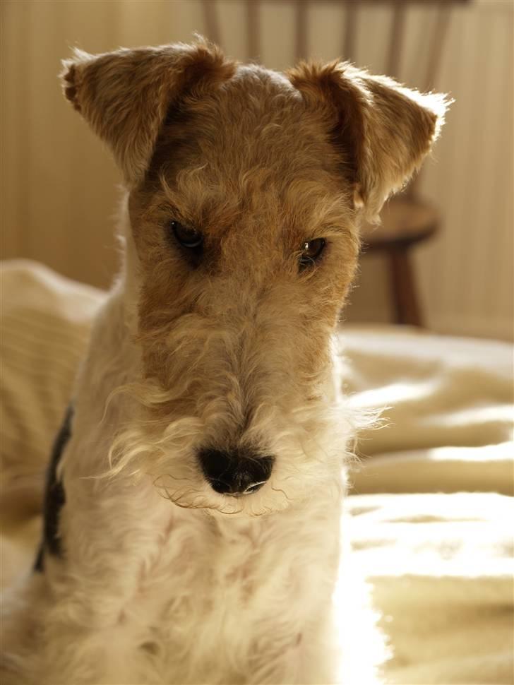 Ruhåret foxterrier Milou - Milou billede 7