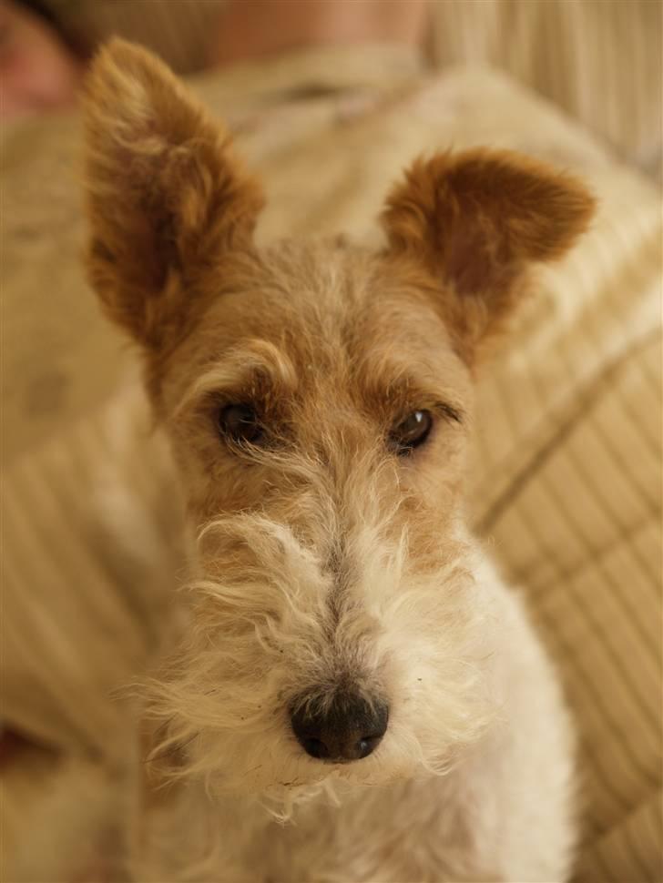 Ruhåret foxterrier Milou - Fiffig billede 8