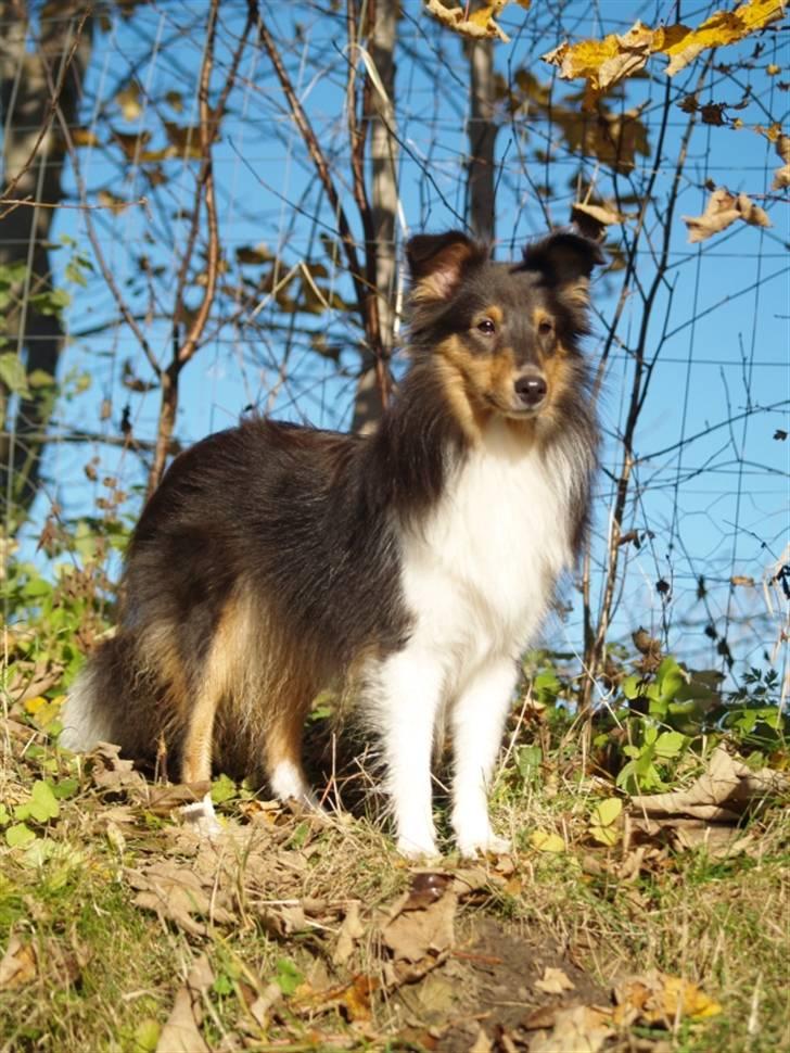 Shetland sheepdog Angel - R.I.P billede 11