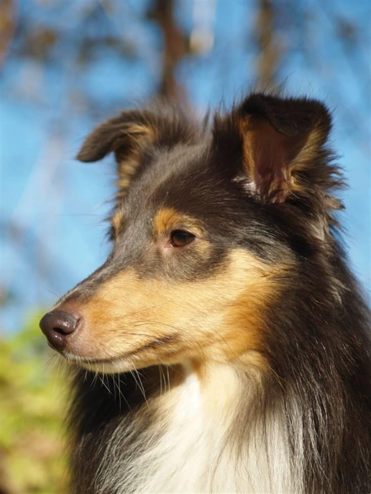 Shetland sheepdog Angel - R.I.P billede 12