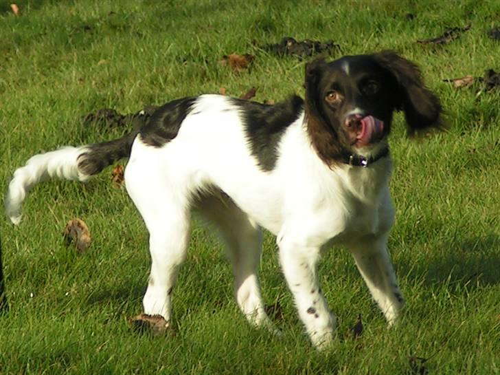 Kleiner münsterländer Sprocket - Sprocket januar 2008 - næsten 5 mdr. gammel. billede 1