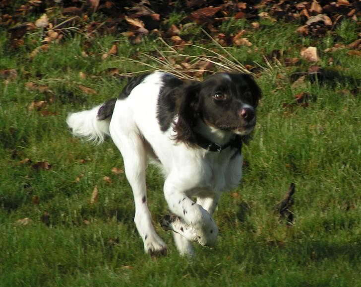 Kleiner münsterländer Sprocket - Januar 2008 billede 2