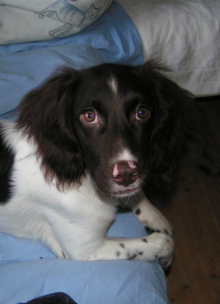 Kleiner münsterländer Sprocket - Januar 2008 billede 3