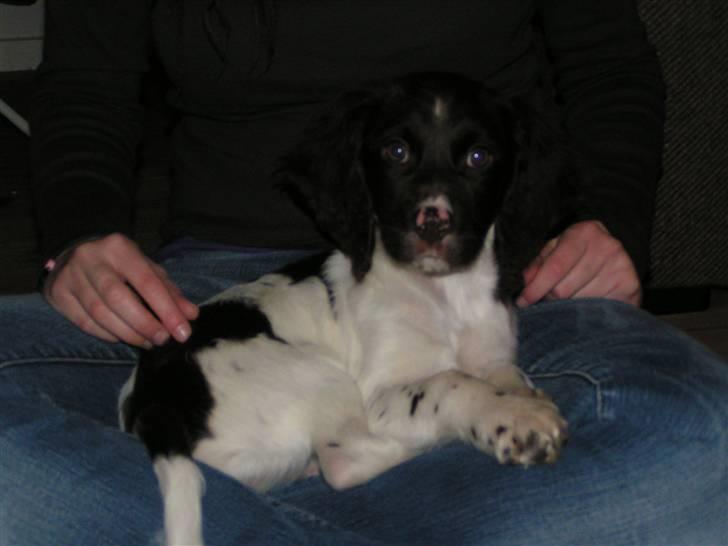 Kleiner münsterländer Sprocket - Oktober 2007 - første aften med Sprocket billede 4