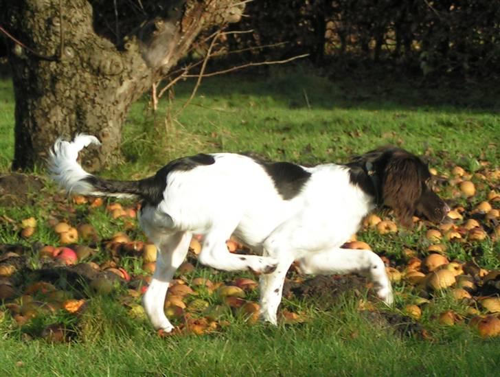 Kleiner münsterländer Sprocket - Januar 2008 billede 5