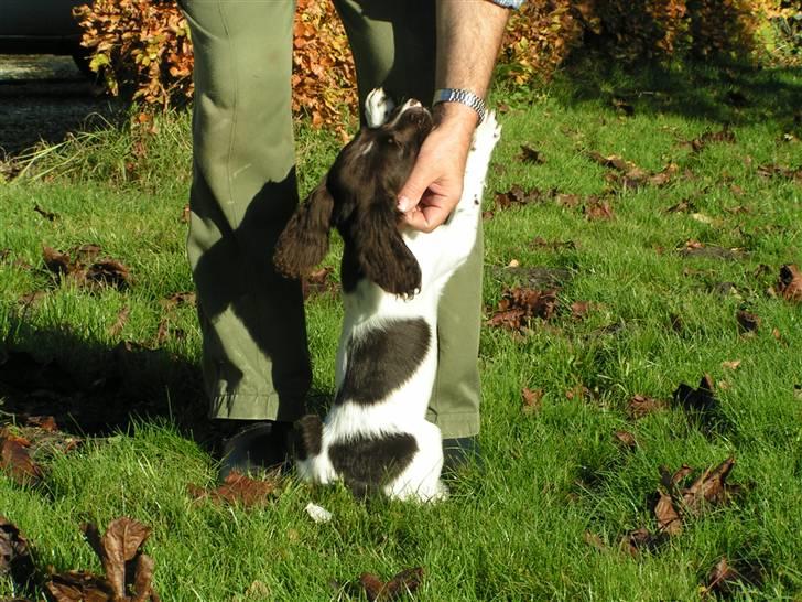 Kleiner münsterländer Sprocket - Oktober 2007 - Sprockets 2. dag hos mig. billede 6