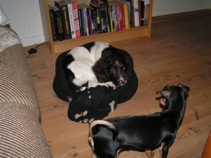 Kleiner münsterländer Sprocket - Sprocket har snuppet Misjas kurv. billede 7