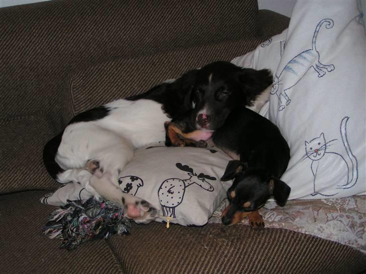 Kleiner münsterländer Sprocket - Sprocket og hans kæreste Misja sover sammen. billede 8