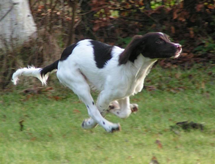 Kleiner münsterländer Sprocket billede 9