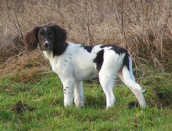 Kleiner münsterländer Sprocket billede 10