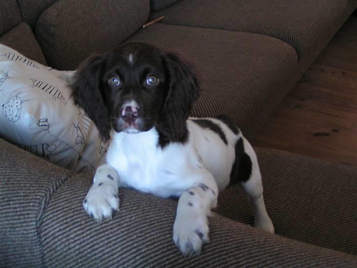 Kleiner münsterländer Sprocket billede 11