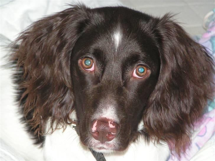 Kleiner münsterländer Sprocket - Foto: Lykke Sjørup Simonsen billede 12