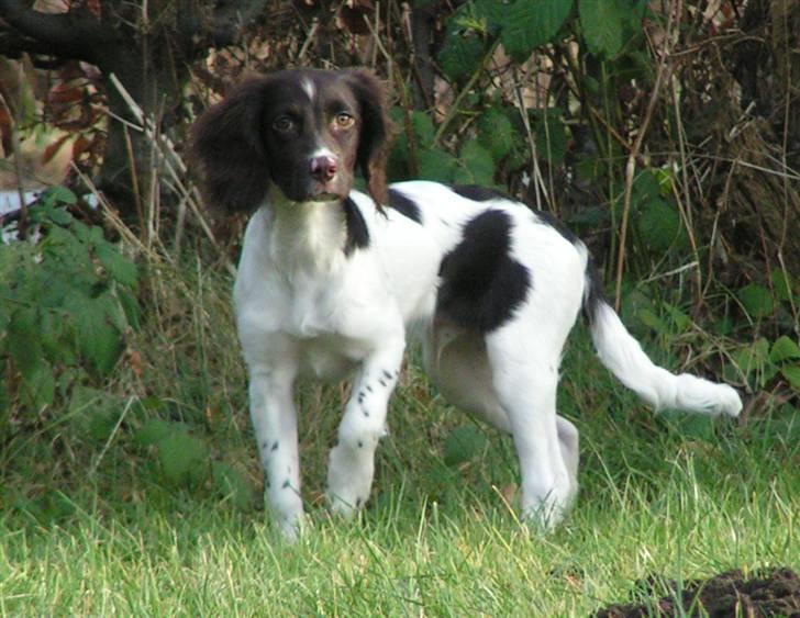 Kleiner münsterländer Sprocket billede 13