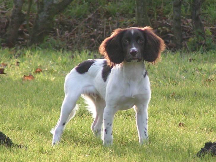 Kleiner münsterländer Sprocket billede 14