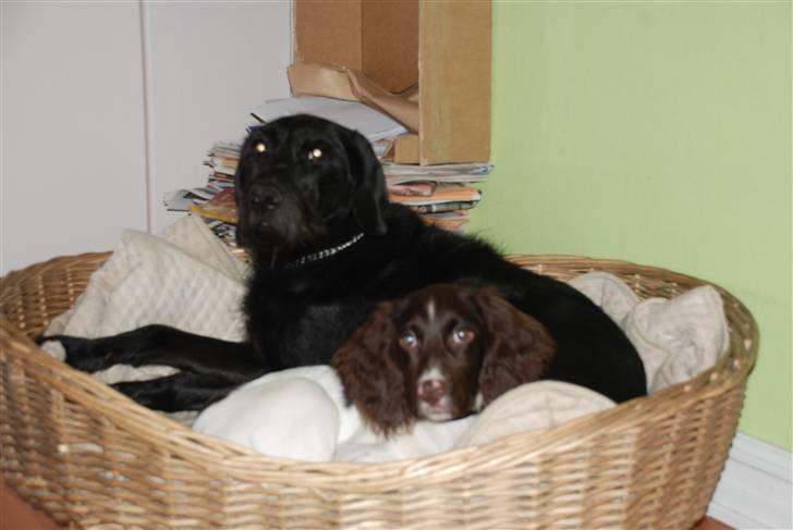 Kleiner münsterländer Sprocket - Sprocket og "plejefar" Dief som opdrager godt på ham hver eneste dag. billede 15