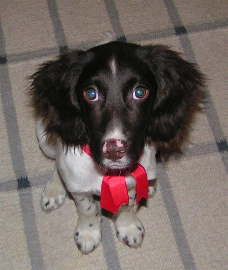 Kleiner münsterländer Sprocket - Juleaften 2007 billede 16