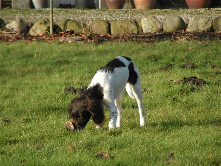 Kleiner münsterländer Sprocket billede 17