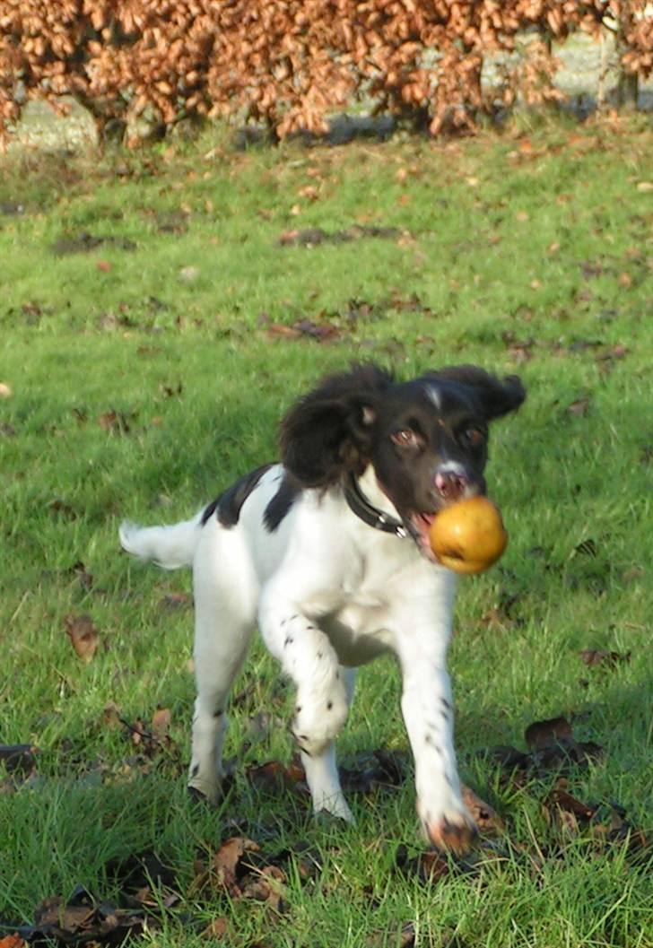 Kleiner münsterländer Sprocket billede 18