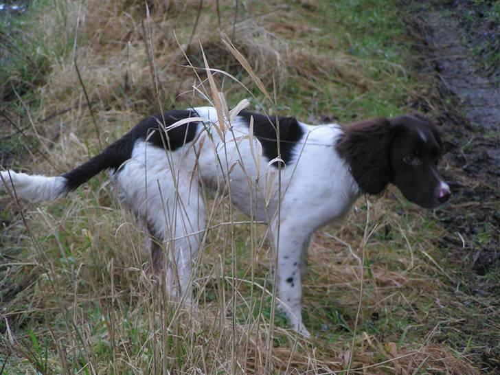 Kleiner münsterländer Sprocket billede 19